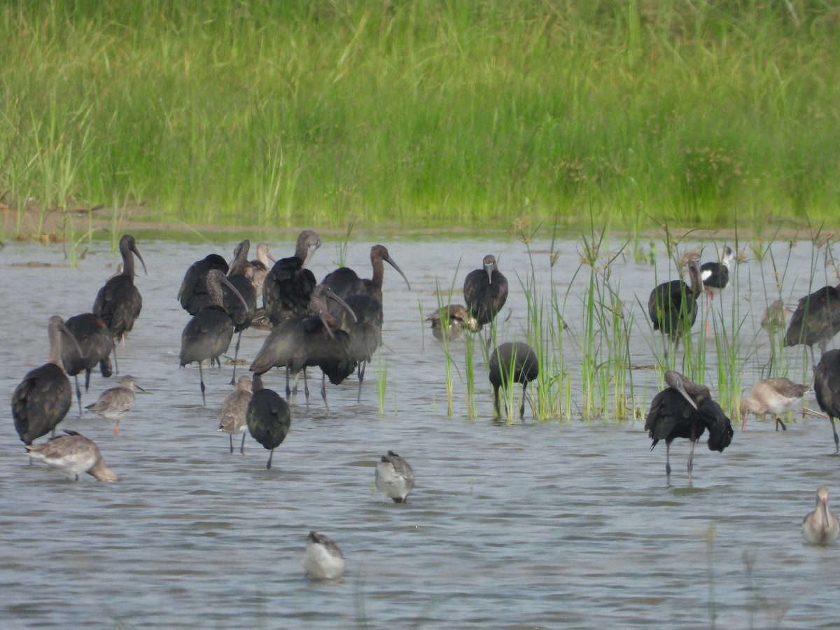 bronseibis - ML642371620