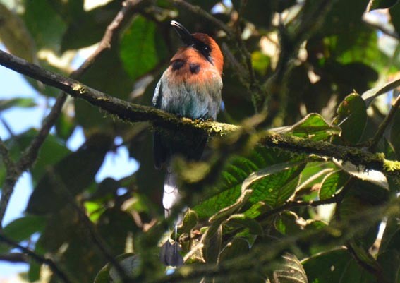 brednebbmotmot - ML642371623