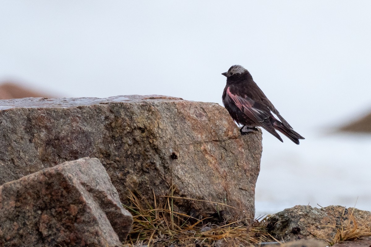 Black Rosy-Finch - ML642371648