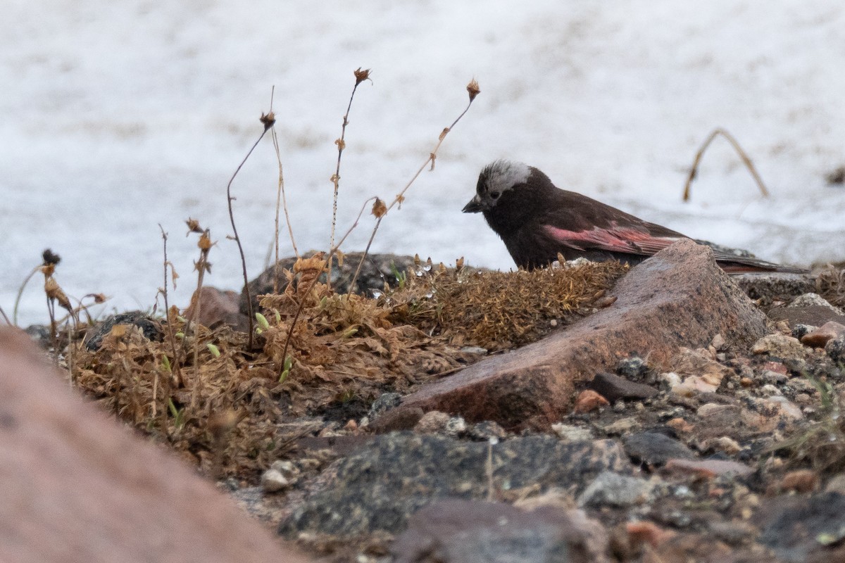 Black Rosy-Finch - ML642371649