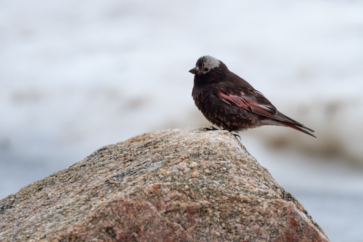 Black Rosy-Finch - ML642371655