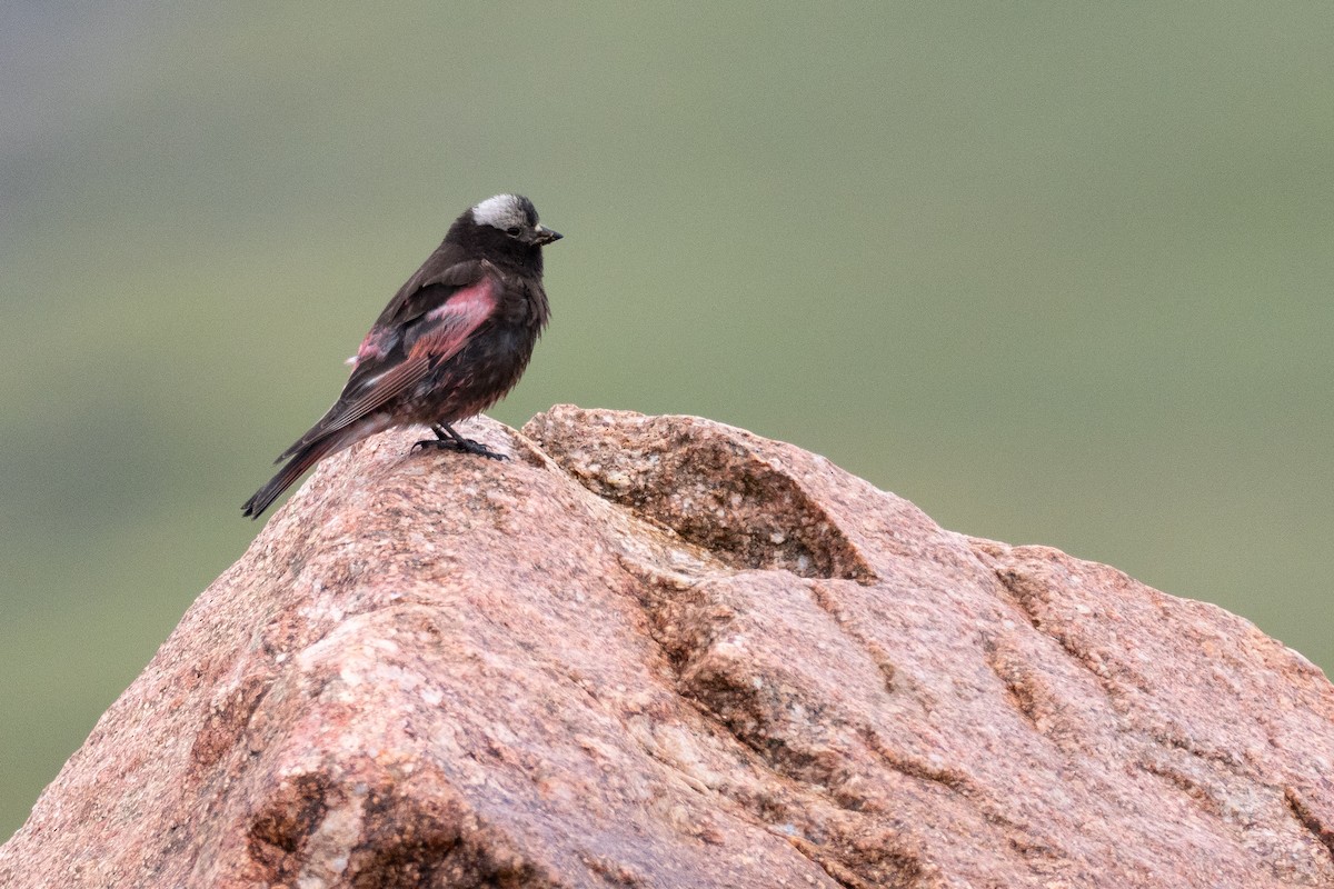 Black Rosy-Finch - ML642371656