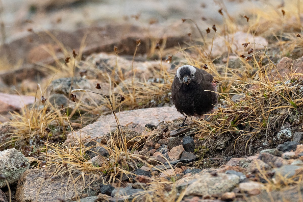 Black Rosy-Finch - ML642371657