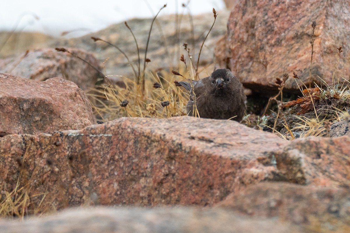 Black Rosy-Finch - ML642371658