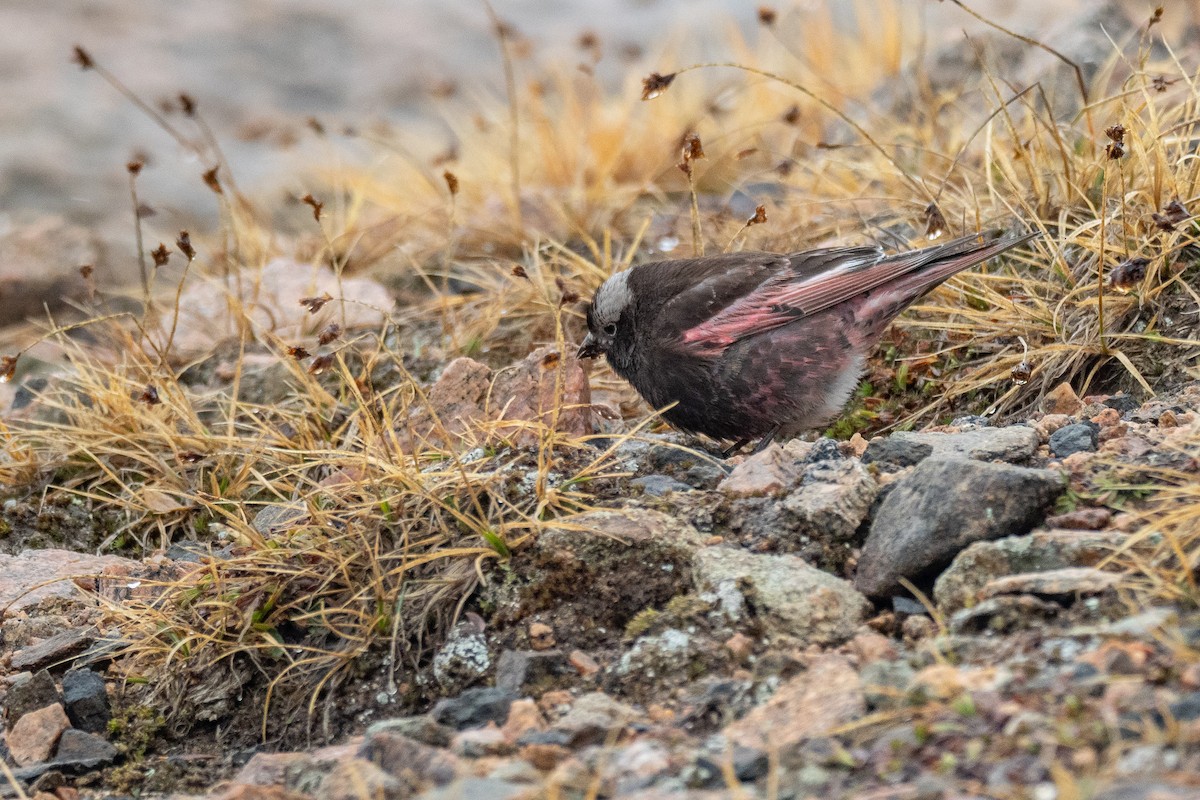 Black Rosy-Finch - ML642371659