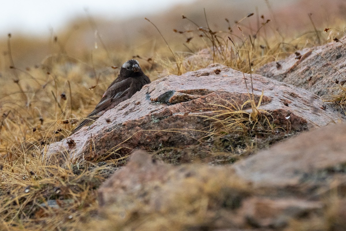 Black Rosy-Finch - ML642371660