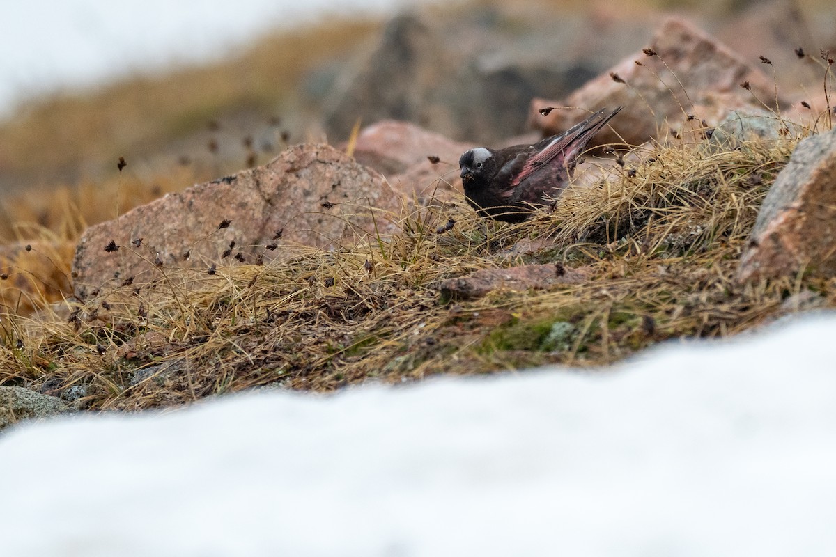Black Rosy-Finch - ML642371661