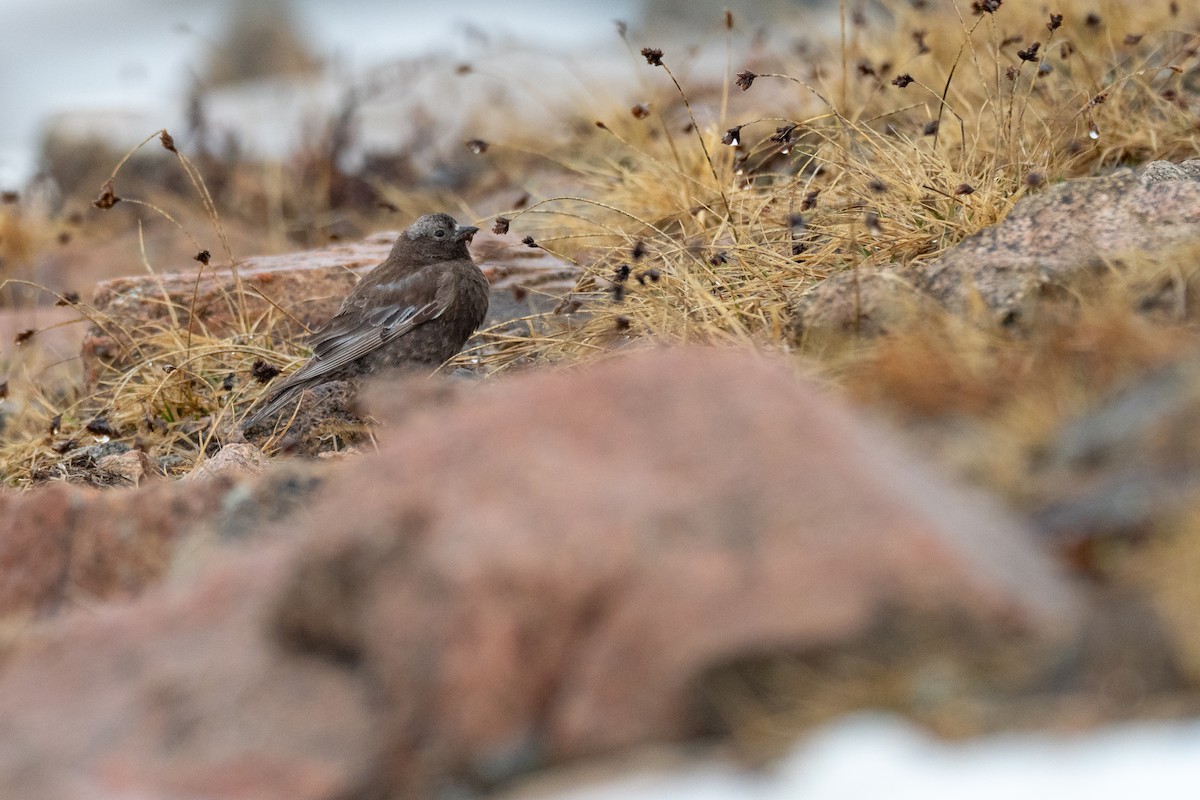 Black Rosy-Finch - ML642371662