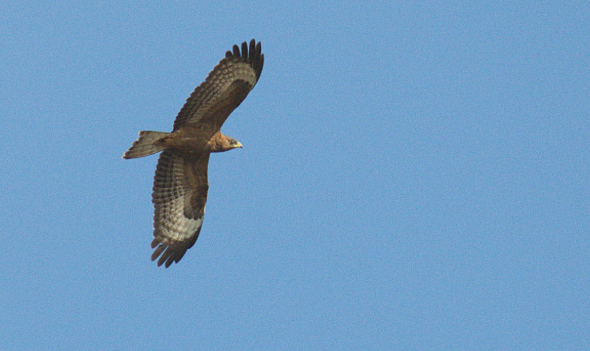Liztorjale eurasiarra - ML642371663