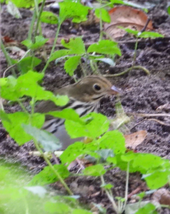 Ovenbird - ML642371679