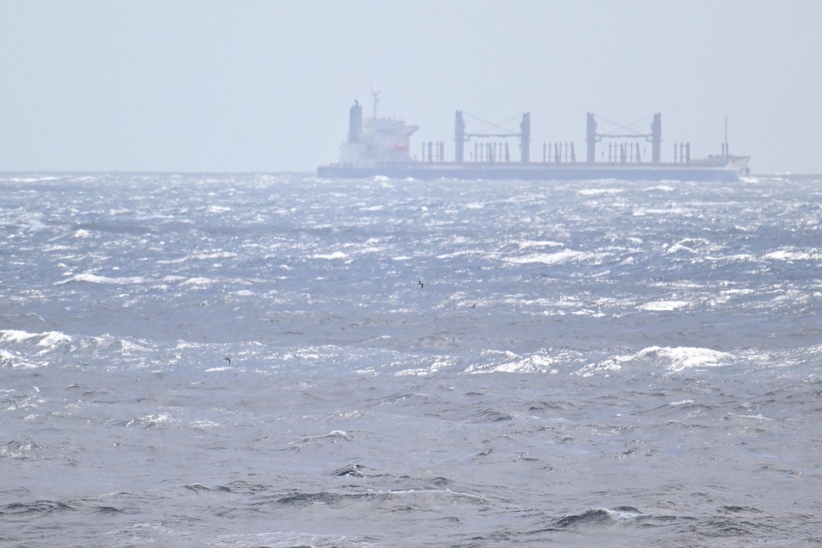 Txenada bridaduna - ML642371682