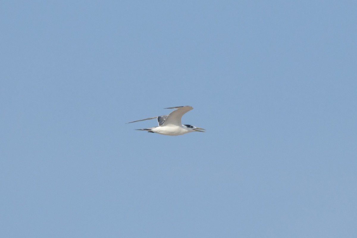 Great Crested Tern - ML642371712
