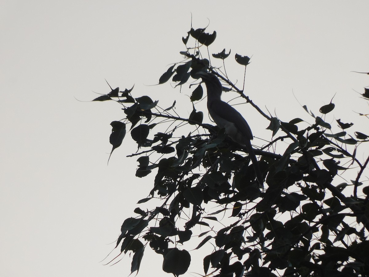 Indian Gray Hornbill - ML642371714