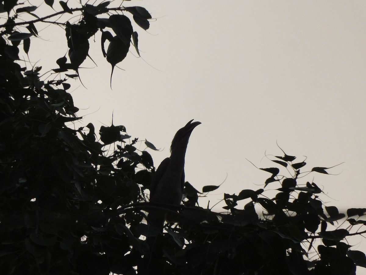 Indian Gray Hornbill - ML642371715