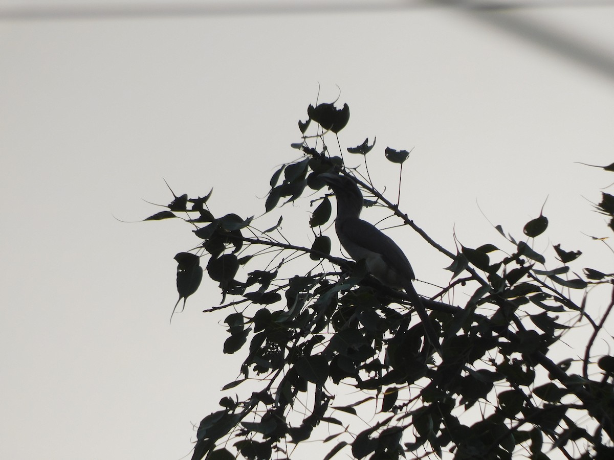 Indian Gray Hornbill - ML642371716