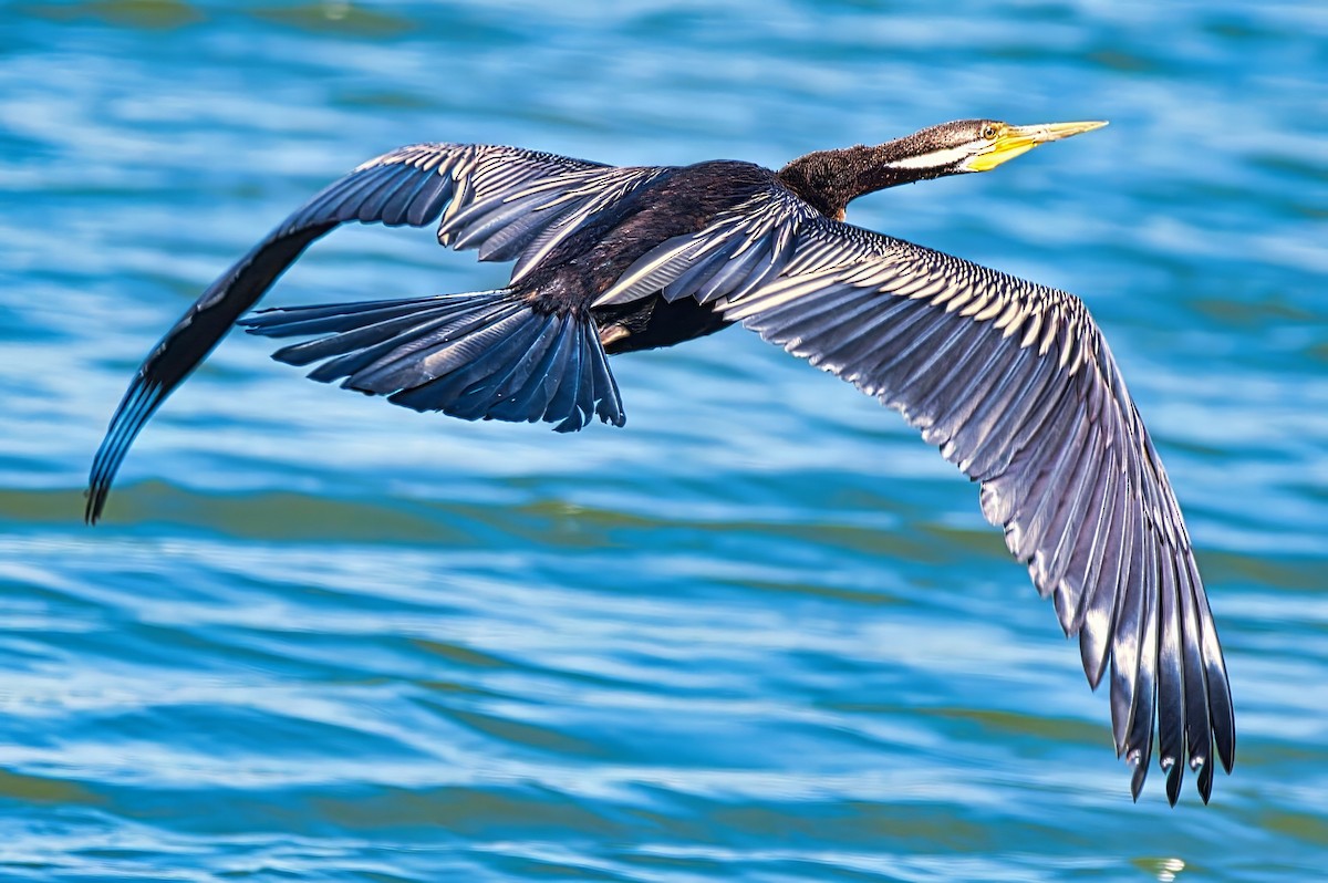 Australasian Darter - ML642371718