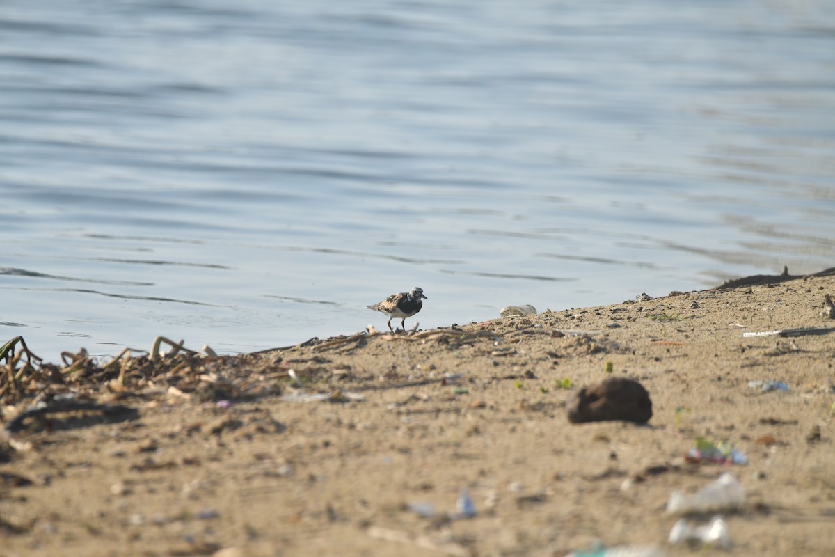 Ruddy Turnstone - ML642371719