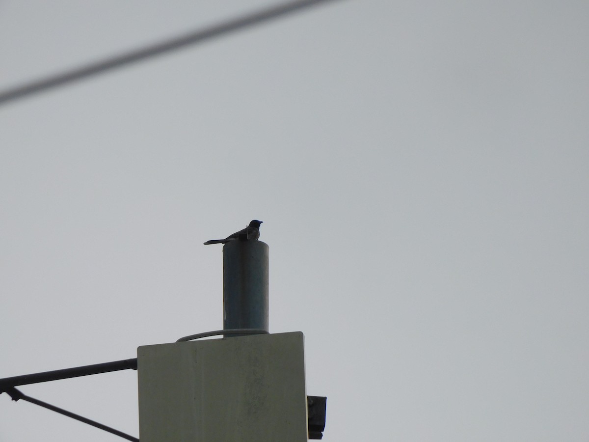 Red-vented Bulbul - ML642371722