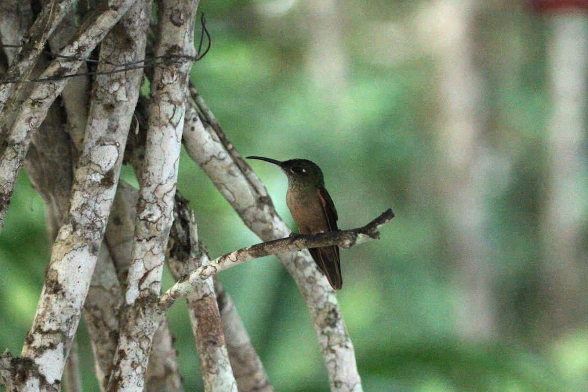Fawn-breasted Brilliant - ML642371725
