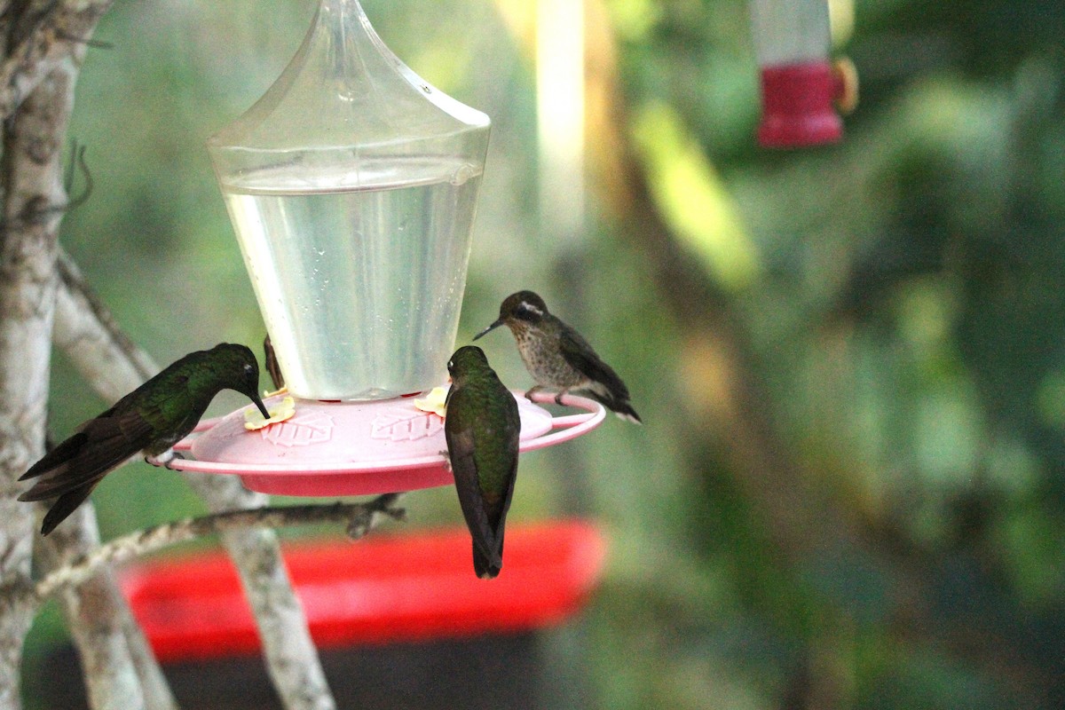 Speckled Hummingbird - ML642371737