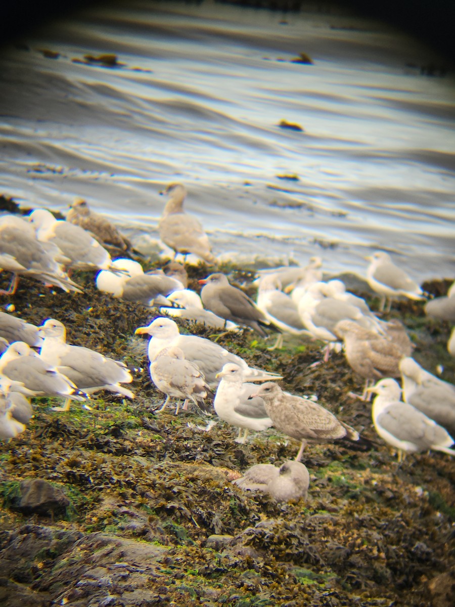 Heermann's Gull - ML642371751