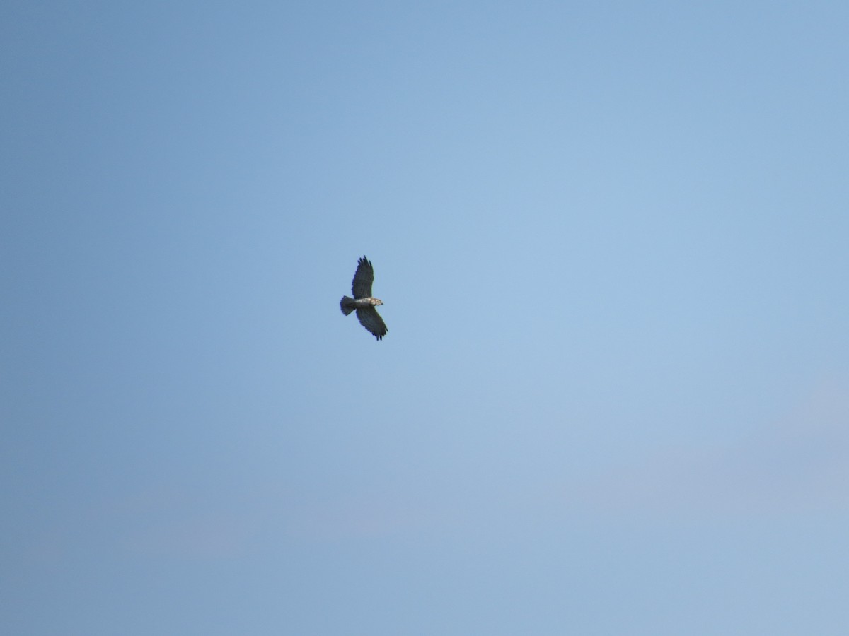 Short-toed Snake-Eagle - ML642371765