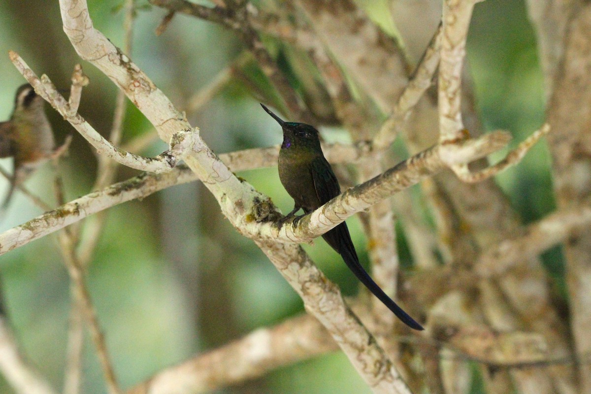 Violet-tailed Sylph - ML642371767