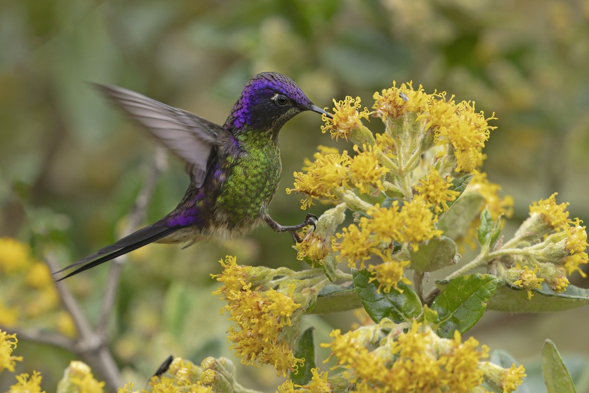 Purple-backed Thornbill - ML642371778