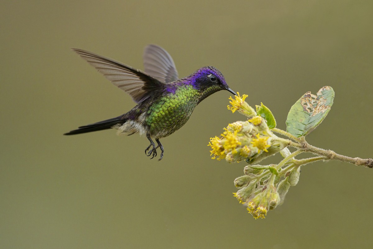 Purple-backed Thornbill - ML642371779
