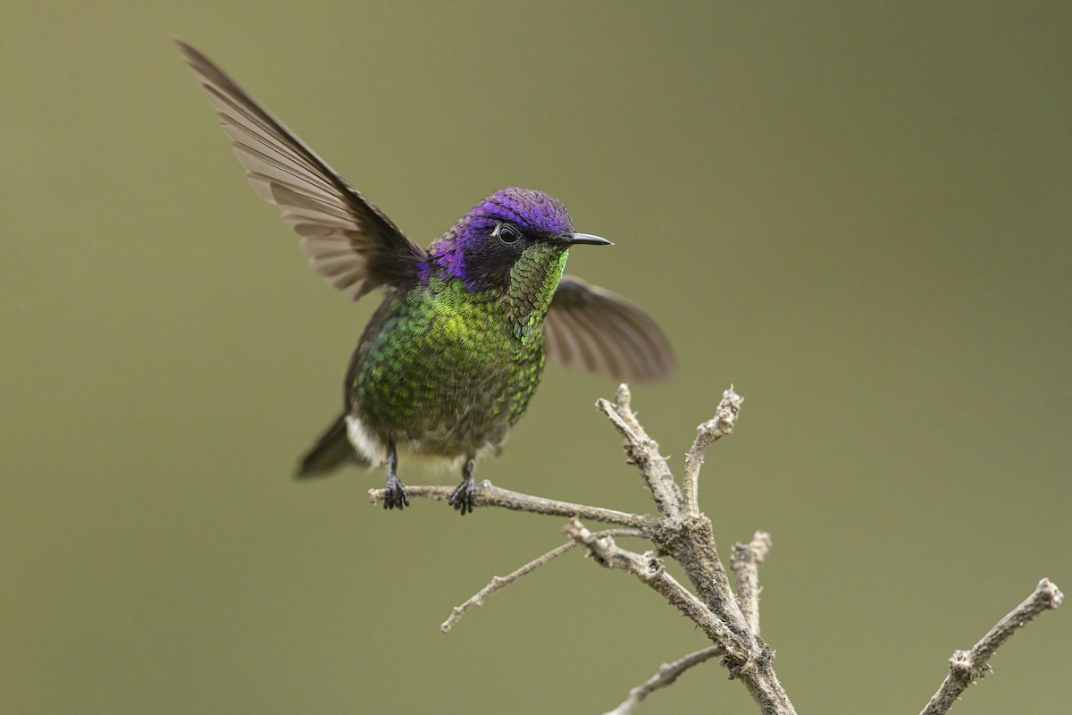 Purple-backed Thornbill - ML642371780