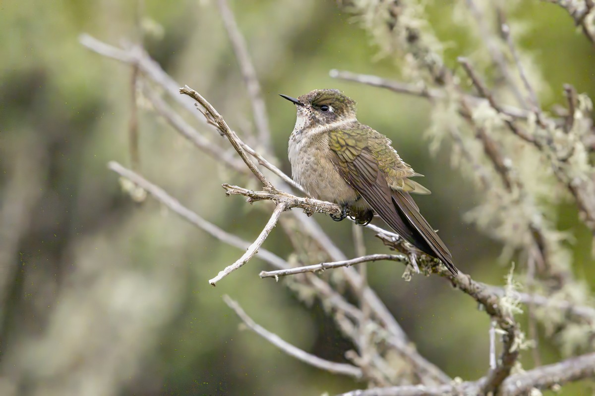 Green-bearded Helmetcrest - ML642371782