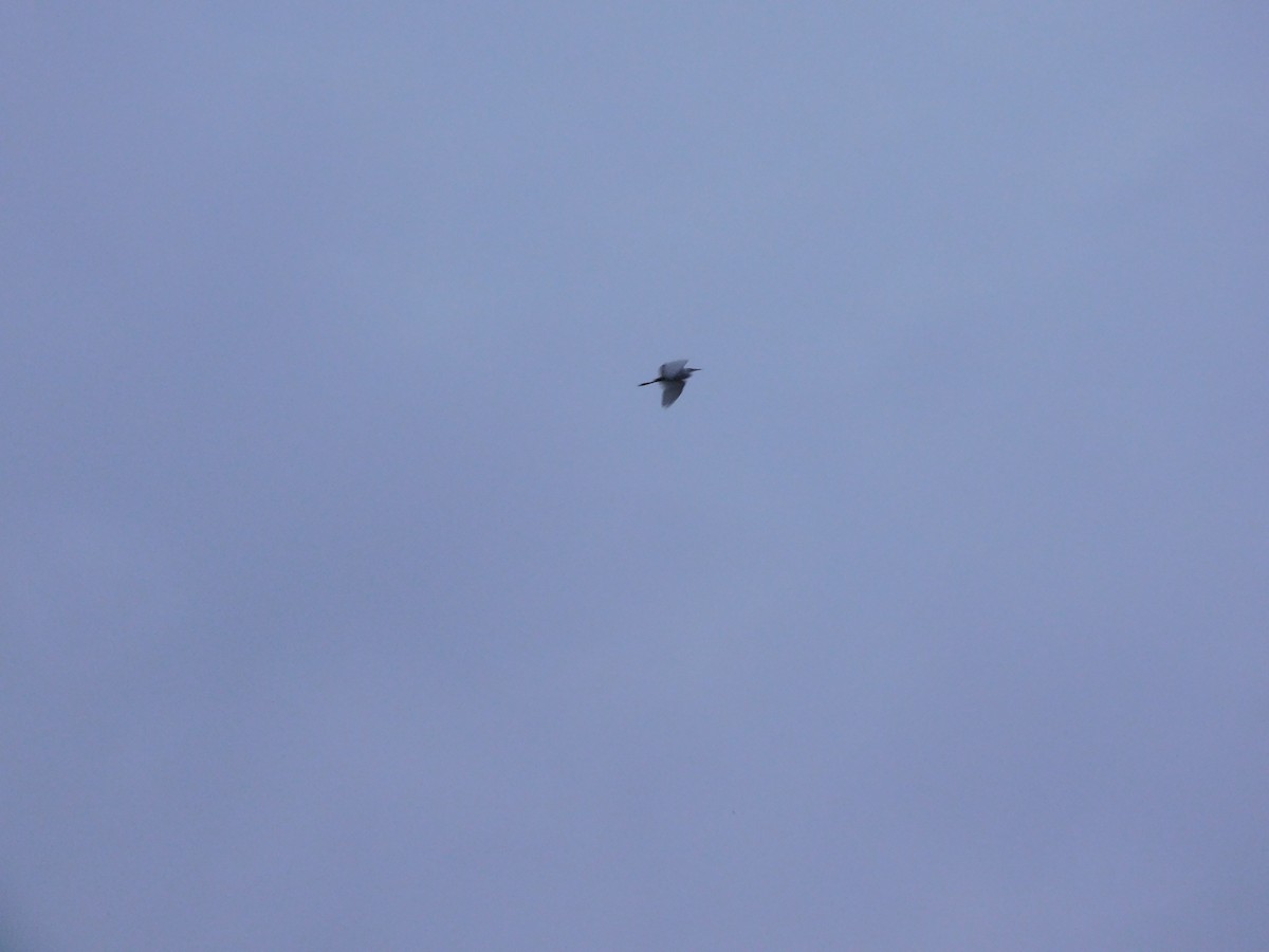 黃頭鷺 - ML642371784