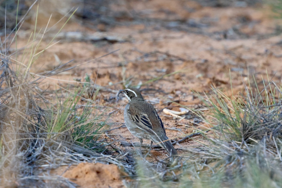 Chestnut Quail-thrush - ML642371787