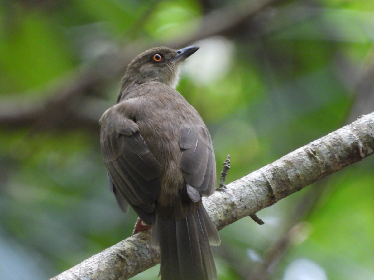 Olive-winged Bulbul - ML642371800