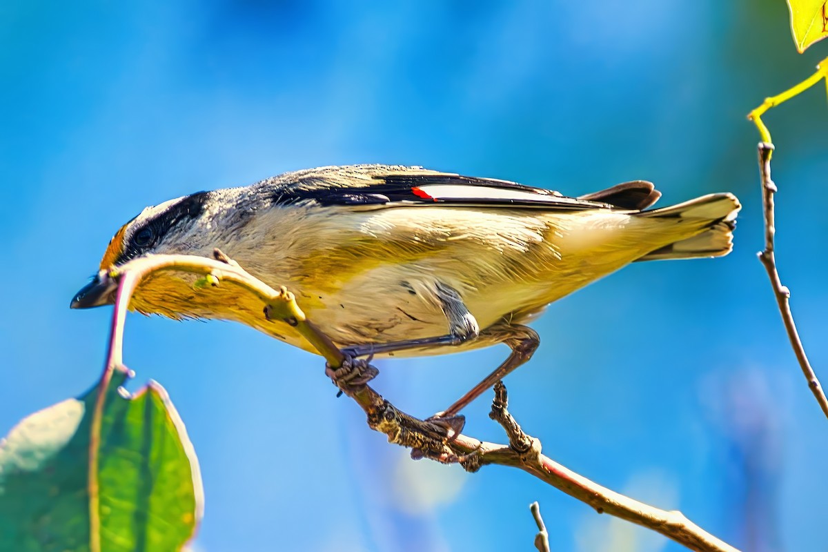 Striated Pardalote (Black-headed) - ML642371804