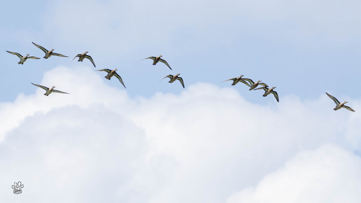 Garganey - ML642371806