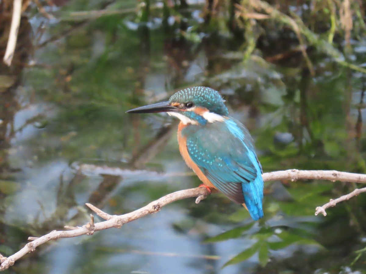 翠鳥 - ML642371810