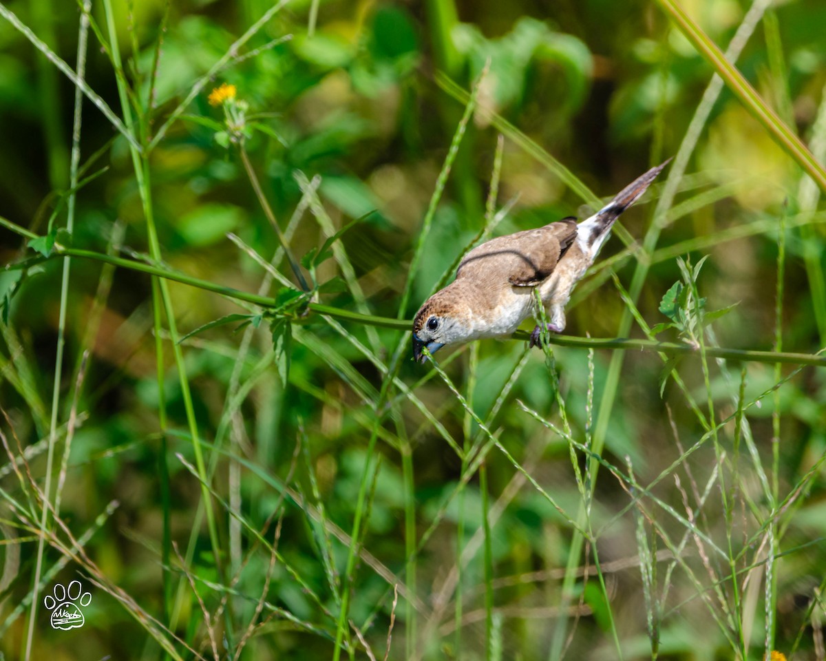 Indian Silverbill - ML642371812