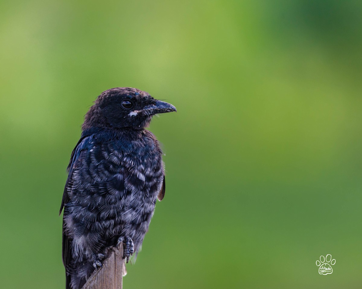 Black Drongo - ML642371818