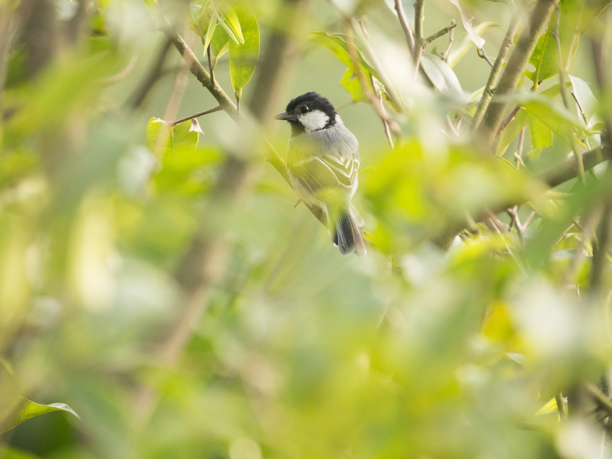 Asian Tit (Cinereous) - ML642371830