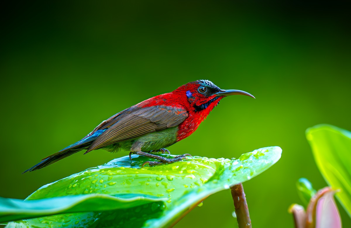 Vigors's Sunbird - ML642371831