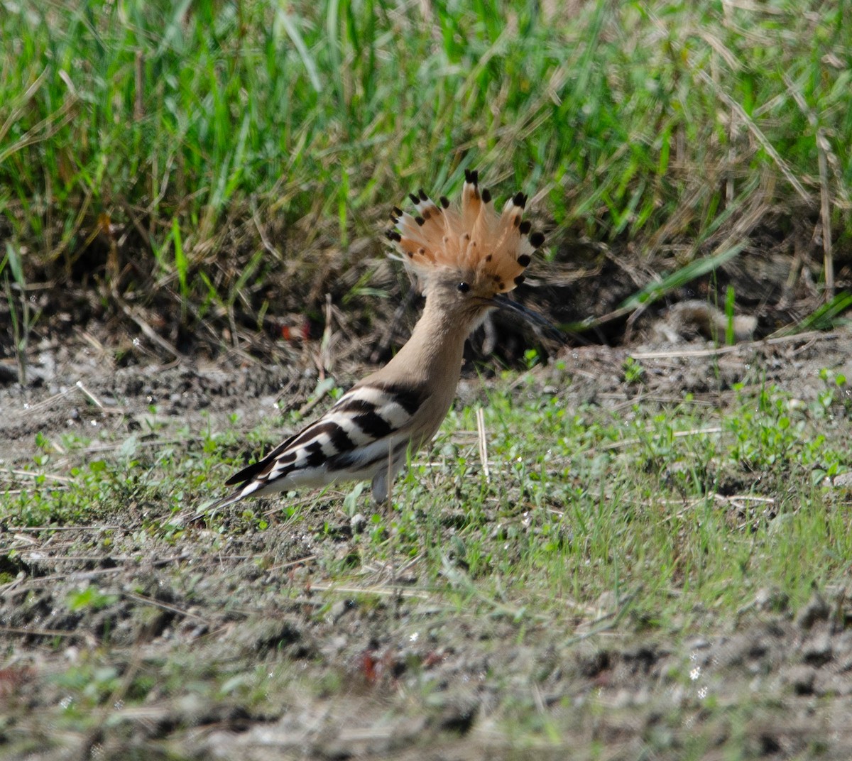 Common Hoopoe (Eurasian) - ML642371832