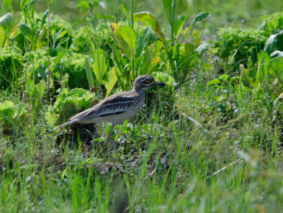 Indian Thick-knee - ML642371842