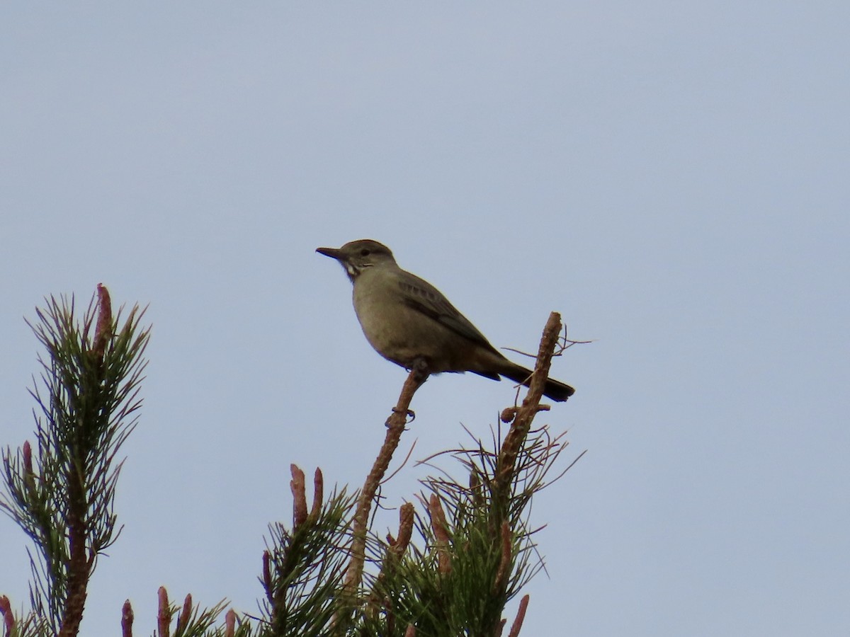 Great Shrike-Tyrant - ML642371890