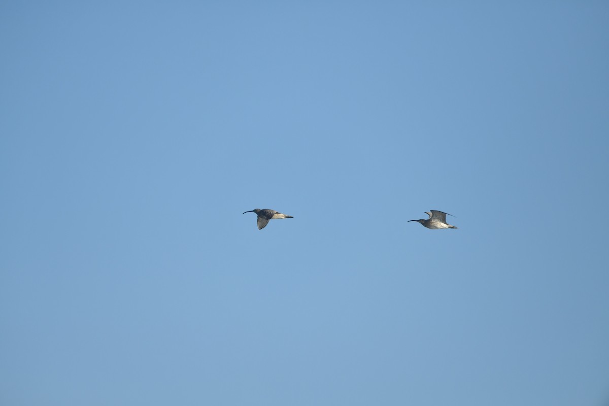 Whimbrel - ML642371906