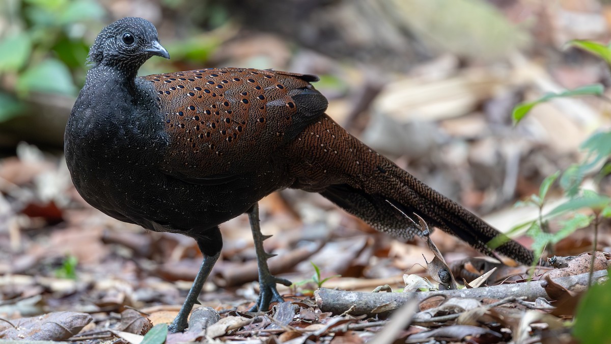 Mountain Peacock-Pheasant - ML642371912