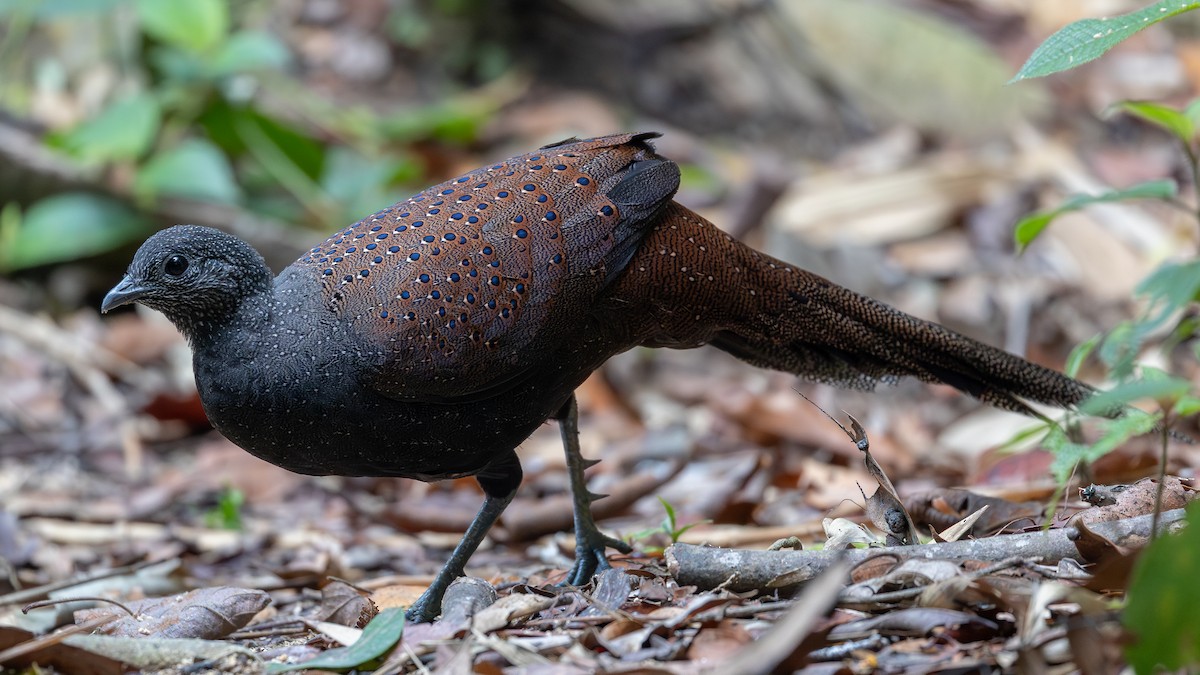 Mountain Peacock-Pheasant - ML642371913