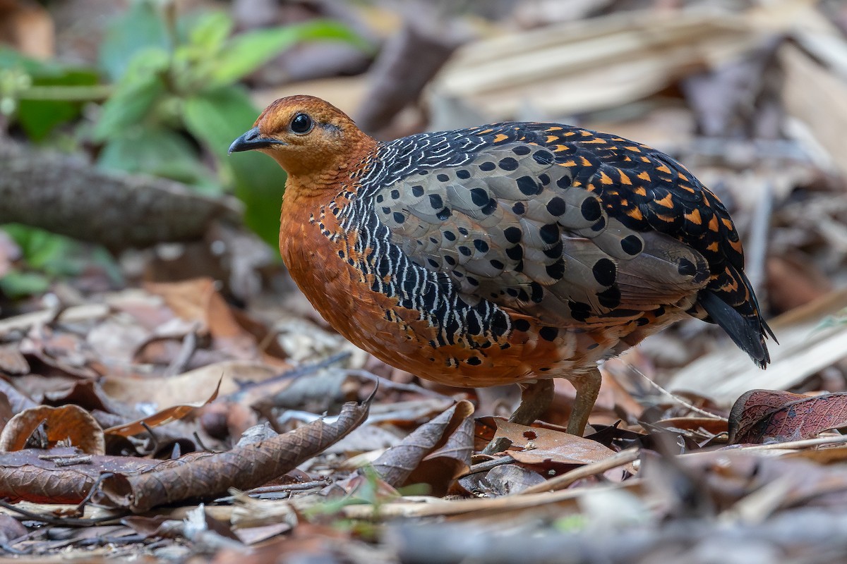 Ferruginous Partridge - ML642371919