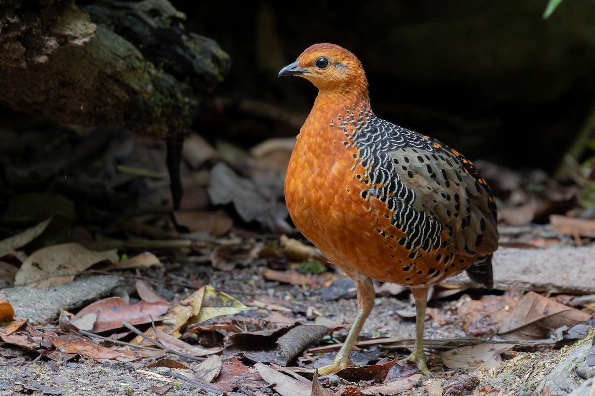 Ferruginous Partridge - ML642371921