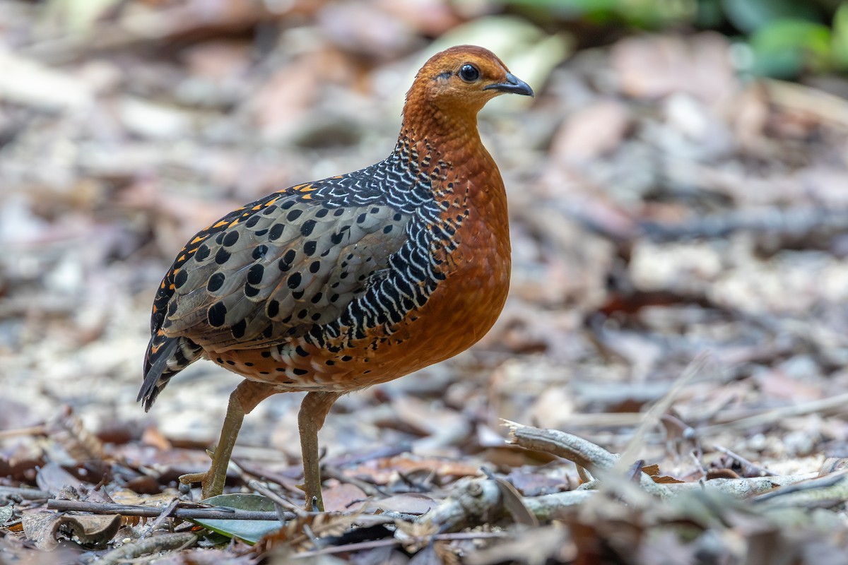 Ferruginous Partridge - ML642371922